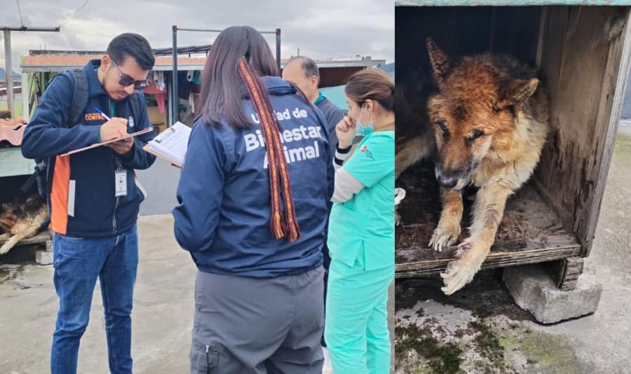 Imponen multa de $ 4.600 a hombre por maltrato animal en el sur de Quito | Ecuador | Noticias