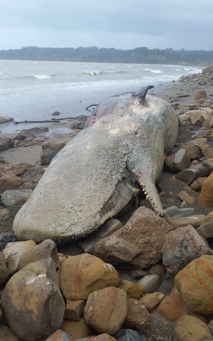 Ballena jorobada apareció muerta en la playa de Muisne | Ecuador | Noticias