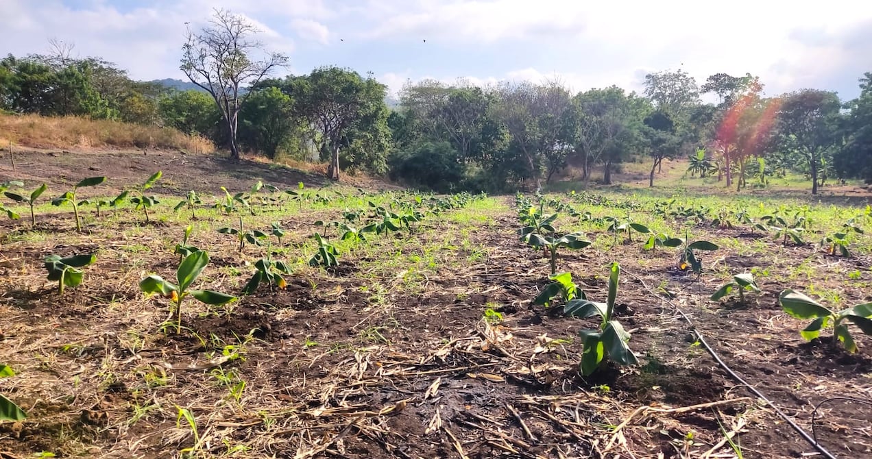 Banano: evaluaciones y desarrollos internos de variedades resistentes al FocR4T y al moko avanzan. Estos son los resultados preliminares