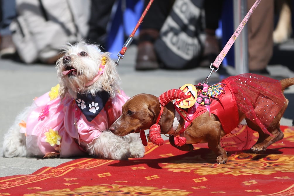 La inteligencia artificial es utilizada por veterinarios para atender mascotas en Corea del Sur | Internacional | Noticias