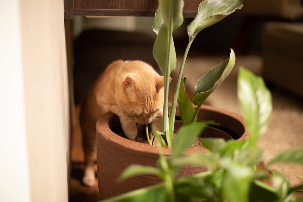 Plantas tóxicas para los animales del hogar: manténgalos alejados y conozca cuáles son | Sociedad | La Revista