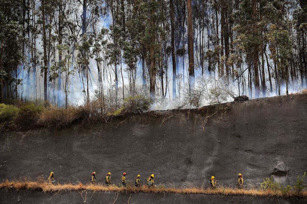 Por etapas se iniciará proceso de restauración de vegetación tras incendios forestales de Quito | Ecuador | Noticias