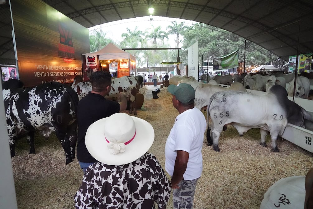 Con más de 600 ejemplares se inició feria ganadera de Durán este jueves, 10 de octubre | Comunidad | Guayaquil