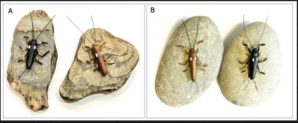 Moscas cambian de color en Nueva Zelanda por la acción humana, indica investigación | Ecología | La Revista