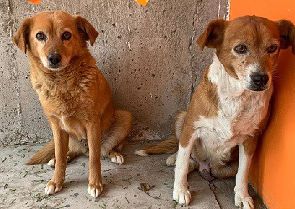 Rescate Animal en Quito: Maribel y Raquel superan el maltrato y una de ellas busca un nuevo hogar | Ecuador | Noticias