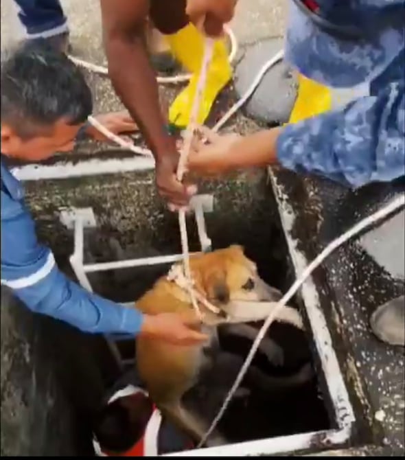 Perro fue rescatado luego de caer a estanque de agua en Lago de Capeira | Comunidad | Guayaquil