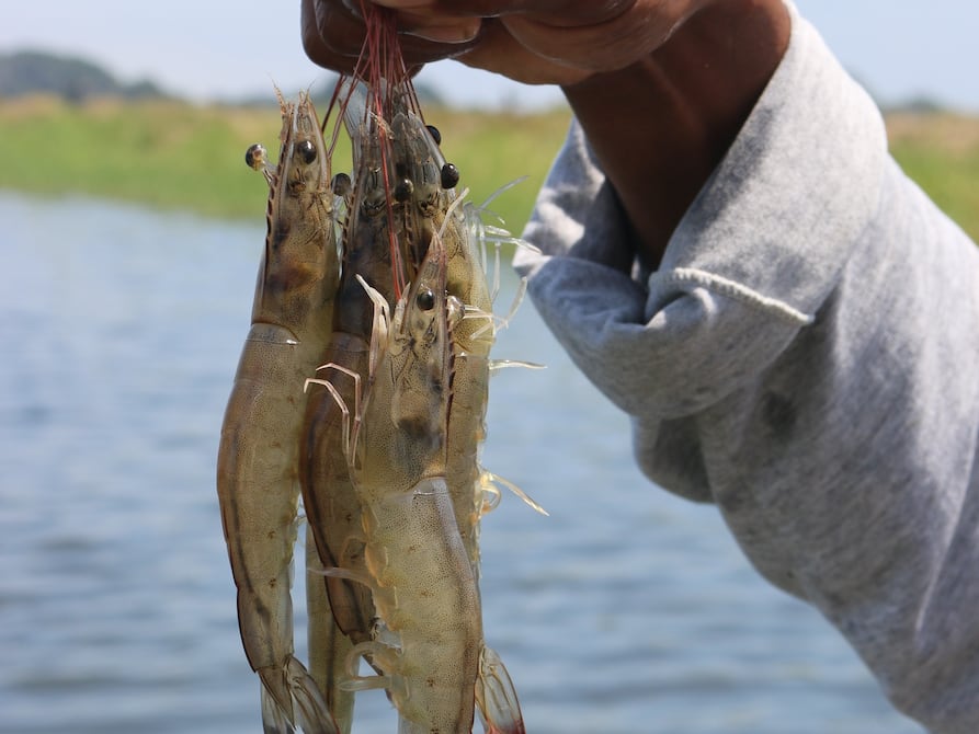 Gobierno de Brasil prohíbe las importaciones de camarones de Ecuador por supuestas ‘irregularidades’ sanitarias y para proteger a sus productores | Economía | Noticias