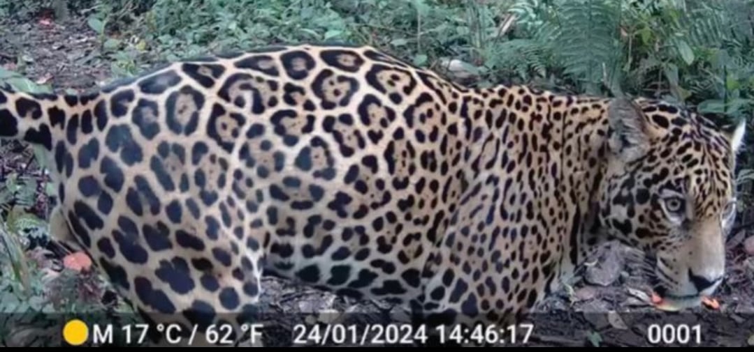 Jaguar es avistado en Manduriacu y Junín, localidades de la provincia de Imbabura, tras años de ausencia | Informes | Noticias