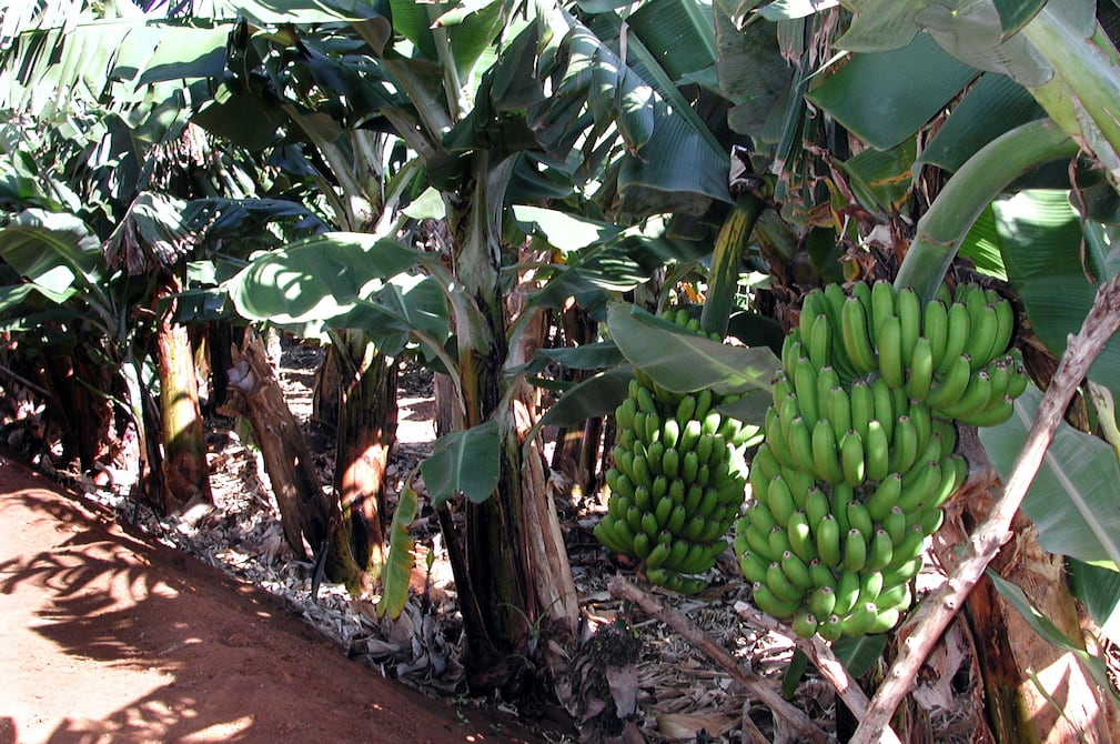 Ministerio de Agricultura reconoció que existen siembras no autorizadas de banano y anunció sanciones | Economía | Noticias