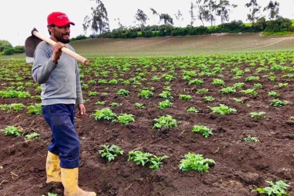 Censo agrícola en Guayas | Editoriales | Opinión