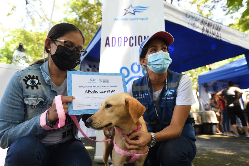 En 19 meses se adoptaron más de 1.200 perros y gatos en Guayaquil | Comunidad | Guayaquil