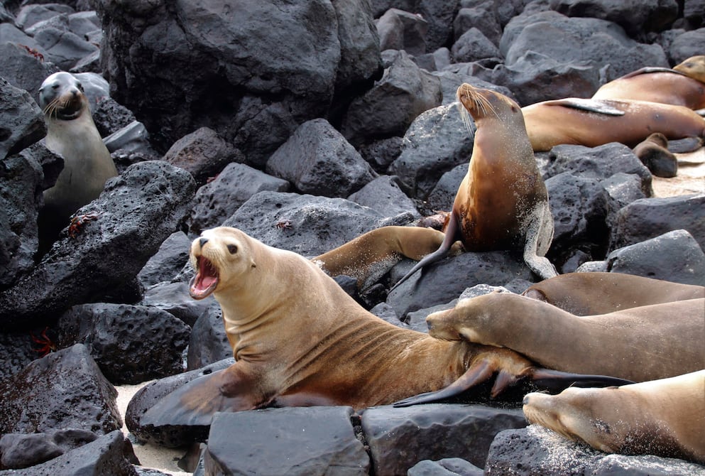 Tras alerta ciudadana se dispone cierre temporal de playa Mann en Galápagos, donde hay colonias de lobos marinos | Ecuador | Noticias